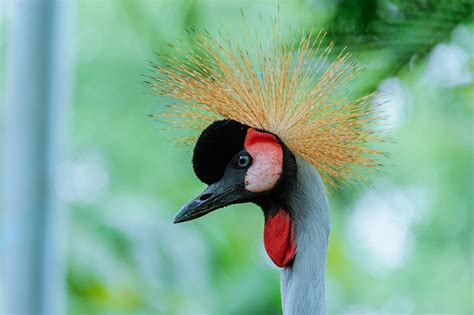 Shallow Focus Photography of Bird · Free Stock Photo