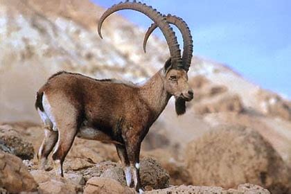 Wildlife of Ladakh: 20 mammals & birds - Ju-Leh Adventure