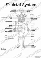 Skeletal System Anatomy Coloring Page  LABELED Digital Download sketch template