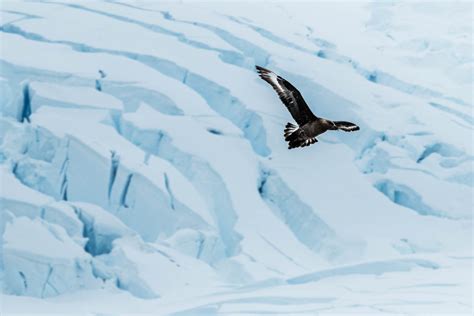 Wildlife - Antarctica