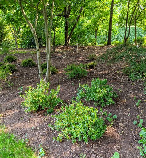 Pruning My Azaleas - The Martha Stewart Blog