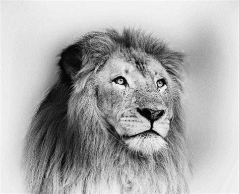 Striking Black And White Lion Face Portrait Stock Illustration - Illustration of closeup, up ...