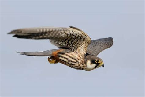 What are the Fastest Flying Birds in the World? (Top 10) - Tail and Fur