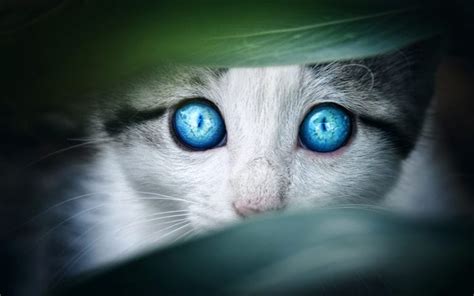 Cat Animal Symbolism and Meanings on Whats-Your-Sign.com