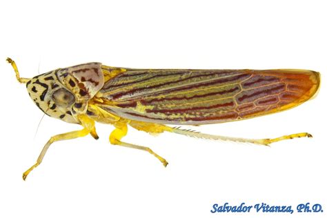 Hemiptera-Auchenorrhyncha-Cicadellidae-Graphocephala aurora ...