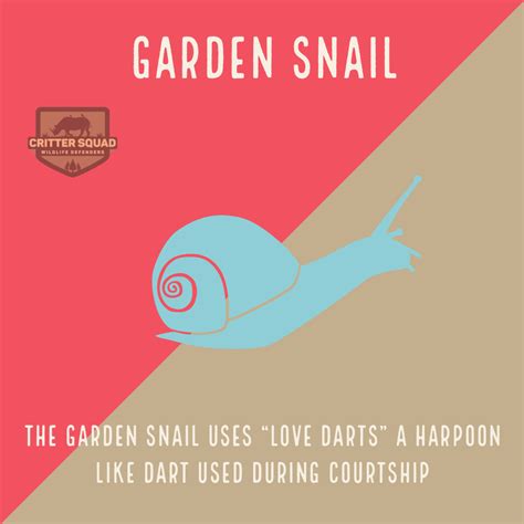 Garden Snail Fact Sheet - C.S.W.D