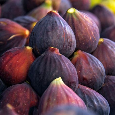 Chicago Hardy Fig Tree | Fruit Tree – Simply Trees