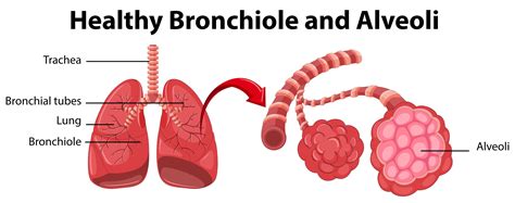 Diagram showing healthy bronchiole and alveoli 434375 Vector Art at ...