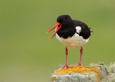 DG Wildlife by Dalia Kvedaraite and Giedrius Stakauskas | Wildlife in Shetland Islands