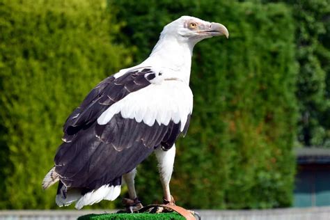 Palm-Nut Vulture: The Ultimate Guide - Operation Migration