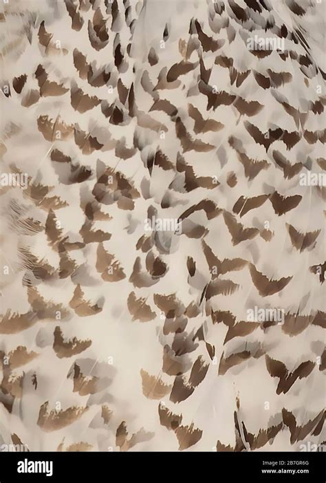 Snowy owl closeup shows patterns in the wings Stock Photo - Alamy