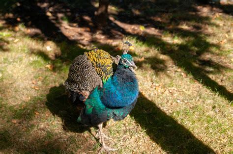 peacock in the zoo | Animal Stock Photos ~ Creative Market