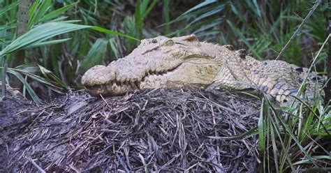 At least 103 saltwater crocodile nests counted in Odisha’s Bhitarkanika this year