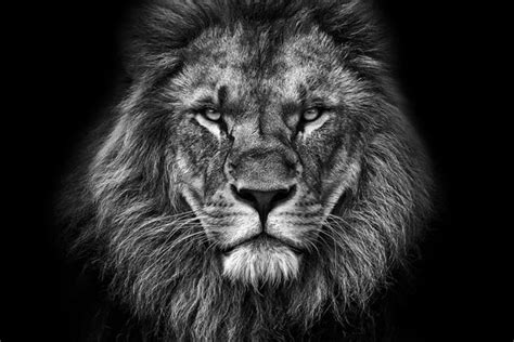 537,775 BEST Lion IMAGES, STOCK PHOTOS & VECTORS | Adobe Stock