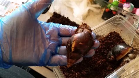 How to set up - African Land Snail tank - YouTube