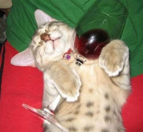 Top 10 Images of Cats Drinking Wine