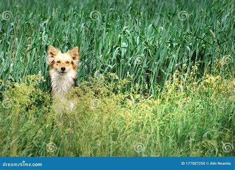 Cute Curious Dog in the Wheat Field Stock Photo - Image of cute, wheat: 177087250