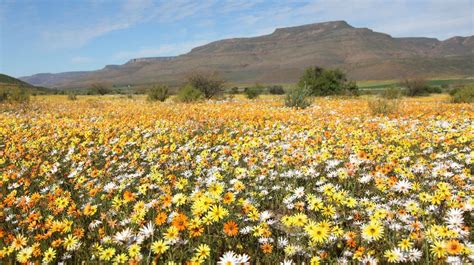 The Wild Flowers of the Cape & Namaqualand - Naturetrek