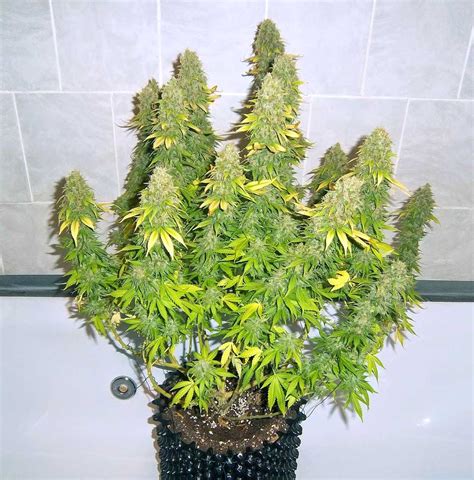 How To Grow Dense Cannabis Buds | Grow Weed Easy