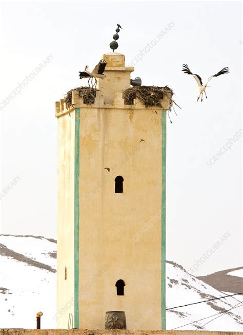 White storks nesting - Stock Image - C003/7120 - Science Photo Library