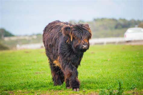 Yes, Miniature Cows Are Real -- and They Are Freaking Adorable