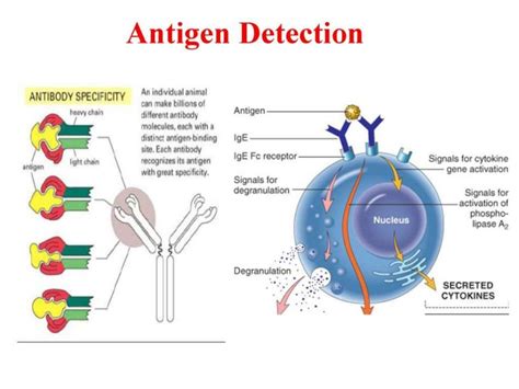 priciples and applications Immunohistochemistry