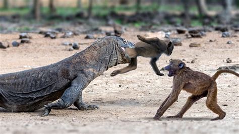 Violent Komodo dragon attacked and bitten the mother monkey's head in the blink of an eye (Video)