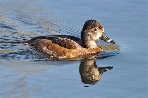 Ring-necked Duck - BirdWatch Ireland