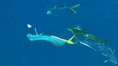 17 Best Mahi-Mahi Fishing Lures | By Captain Cody