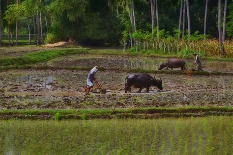 Filipino Farmers | plowing rice field with carabao | StevanBaird | Flickr