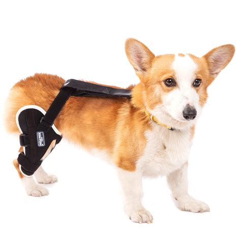 Buy LufeLux Dog Knee Brace for Torn ACL, Two Angled Lateral Aluminum Splints Support Dogs with ...