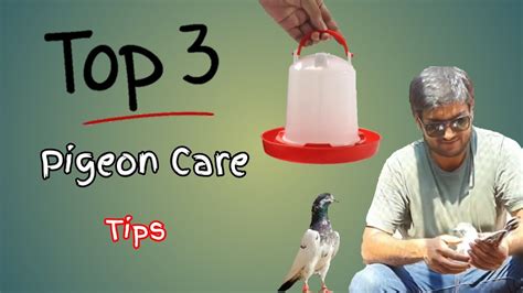 Pigeon Care Tips For Beginners - YouTube