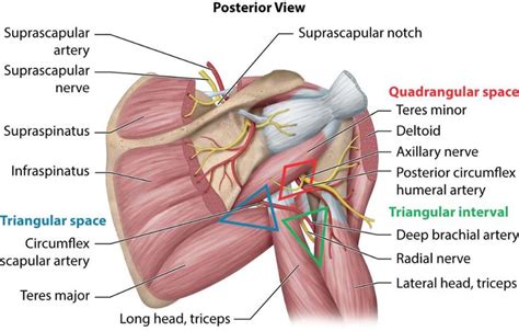 quadrangular space - Google Search | Axillary nerve, Medical school prep, Brachial