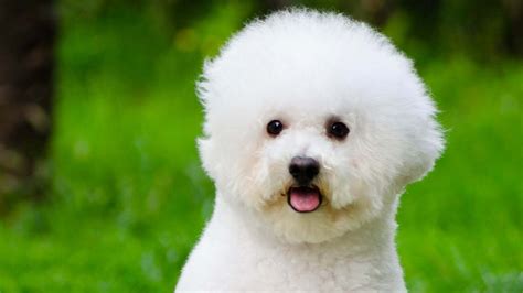 How to Groom a Bichon Frise: ultimate guide | Pride+Groom