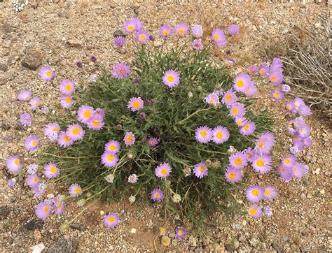 Pin on My pictures of Mojave Desert Flowers