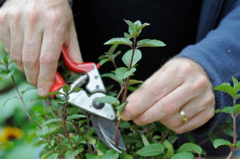 Taking Mint Cuttings (In Pictures) - Gardeners' World Magazine