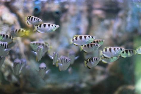 19 Best Fish Species for Brackish Water Aquariums • (Care Tips)