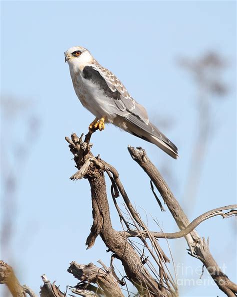 White-tailed Kite Hawk Perched . 7d11090-2 Photograph by Wingsdomain ...