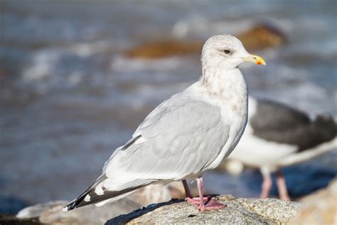 Iceland Gull | Audubon Field Guide