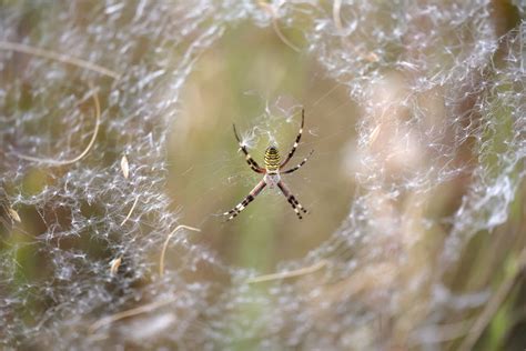 Cocoon weaving and eggs laying by the wasp spider, Argiope bruennichi.