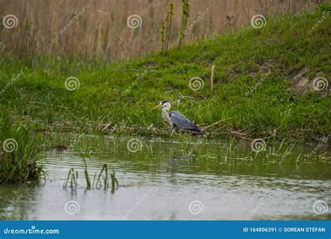 Birds in Danube Delta, Romania Stock Image - Image of natural, scenery ...