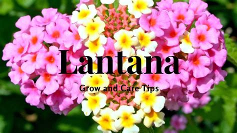 Lantana: Grow and Care Tips - YouTube