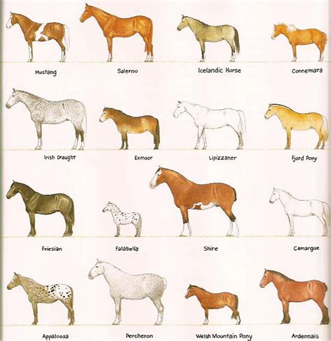 47 best images about Types of horses on Pinterest | Palomino, Show horses and American quarter horse