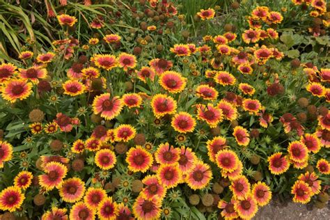 Different Types of Gaillardia (Blanket Flower) - Garden Lovers Club