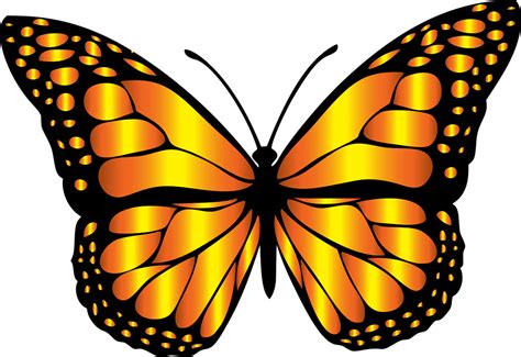 Butterfly Images Pictures | Free download on ClipArtMag