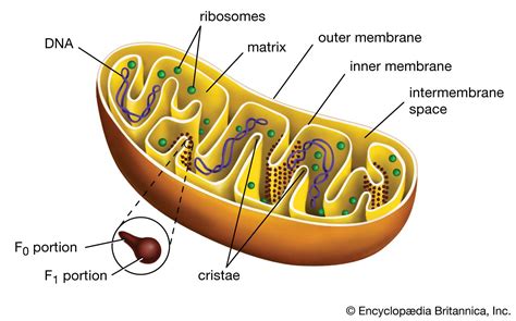 Which Type Of Organelle Is Found In Plant Cells And Not Animal Cells ...