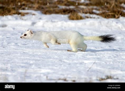 Ermine, Mustela erminea in the winter coat, Hermelin (Mustela erminea) im Winterfell Stock Photo ...