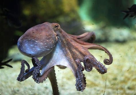 Octopus Symbolism: 26 Spiritual Meanings Of Octopus