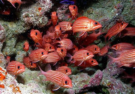 Papahanaumokuakea: Hawaii's new UNESCO site a marine wonderland