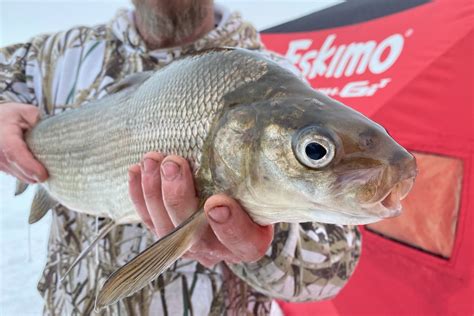 Essential tips and tactics for catching whitefish all winter long ...